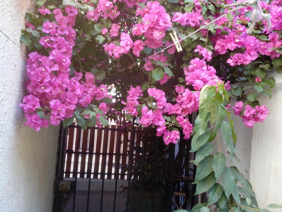 Alojamiento Alberto Magno Bed & Breakfast Santiago Exterior photo